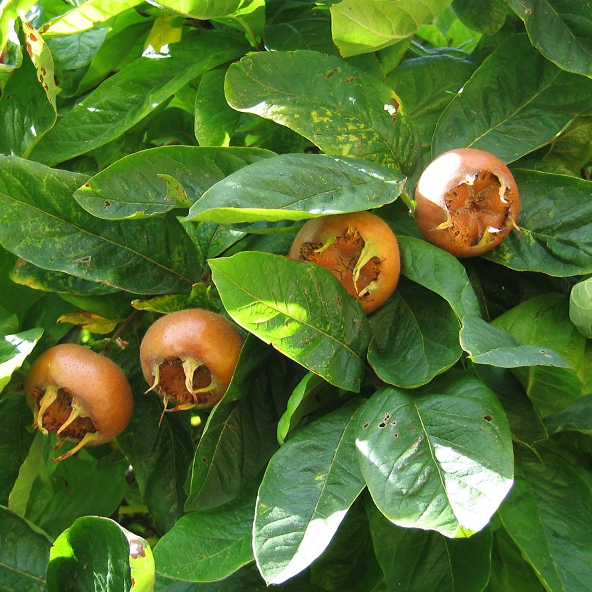Oxbär – Mespilus germanica - 40-60 CM bare root 1/1